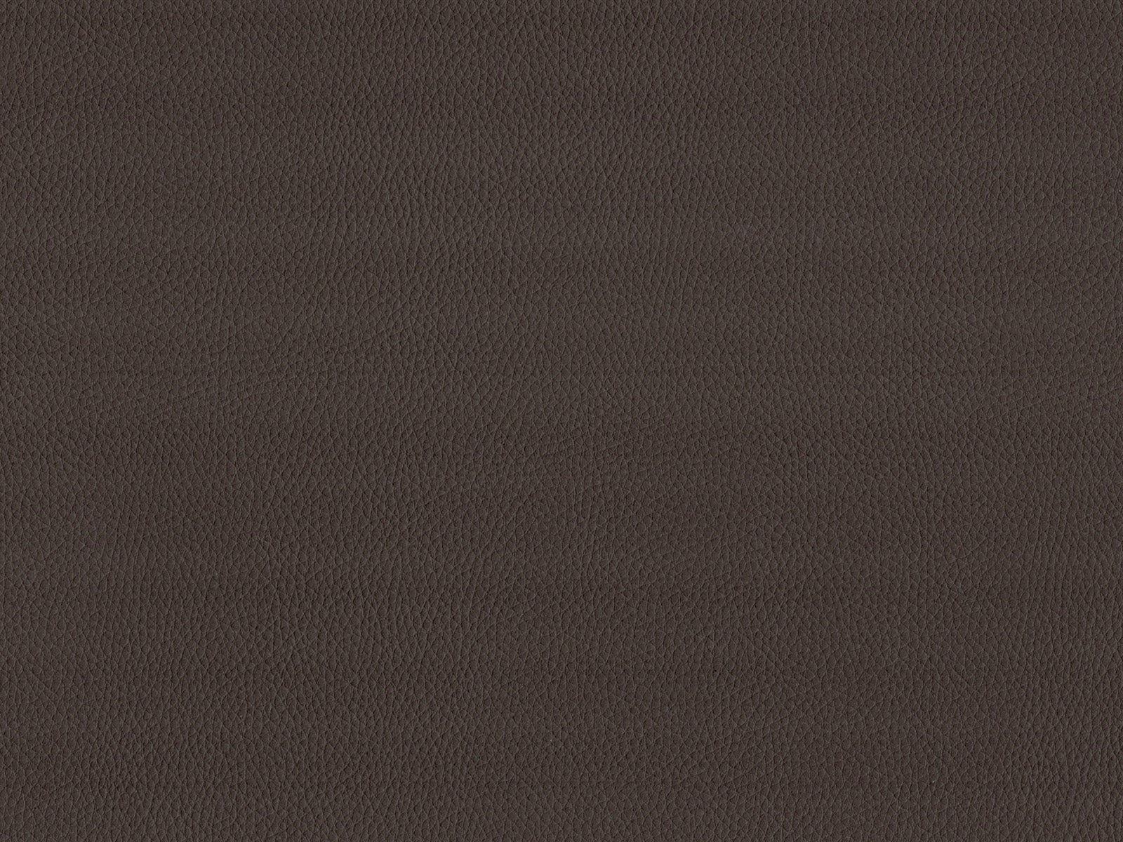 Maximo-FR Chocolate - 3393