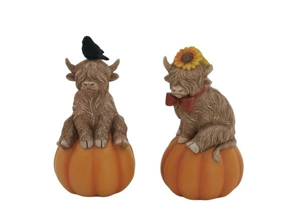 Highland Cow on Pumpkin